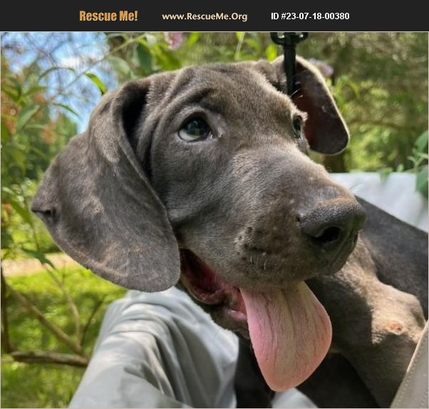 Adopt Weimaraner Rescue Washington Crossing Pa