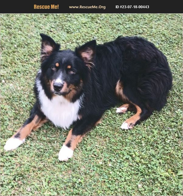 ADOPT 23071800443 Australian Shepherd Rescue Madison Heights, MI