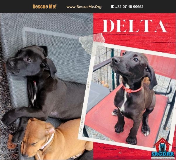 ADOPT 23071800653 Great Dane Rescue York, PA