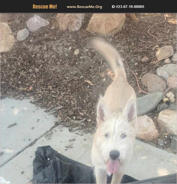 ADOPT 23071900005 Irish Wolfhound Rescue Palmdale, CA