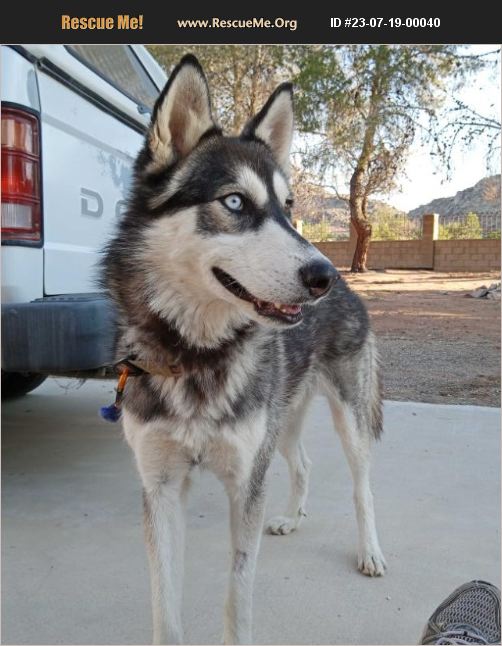 ADOPT 23071900040 Siberian Husky Rescue Apple Valley, CA