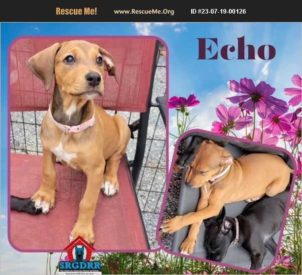 ADOPT 23071900126 Great Dane Rescue York, PA