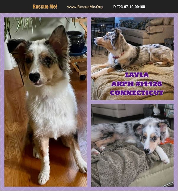 ADOPT 23071900168 Australian Shepherd Rescue Hartford County, CT