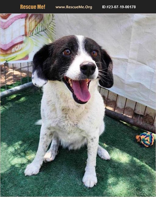 ADOPT 23071900178 Border Collie Rescue Albuquerque, NM