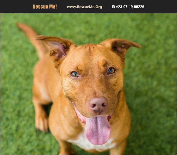 ADOPT 23071900225 Pit Bull Rescue Mont Belvieu, TX