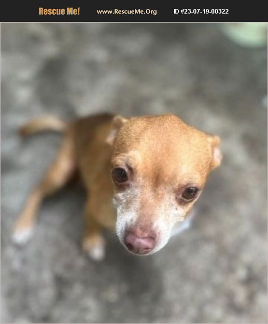 Adopt 23071900322 ~ Chihuahua Rescue ~ Miami Fl