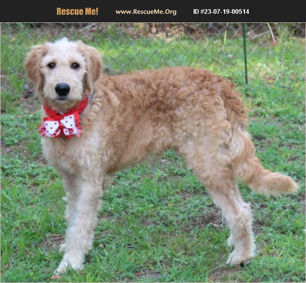 ADOPT 23071900514 Golden Retriever Rescue Jesup, GA