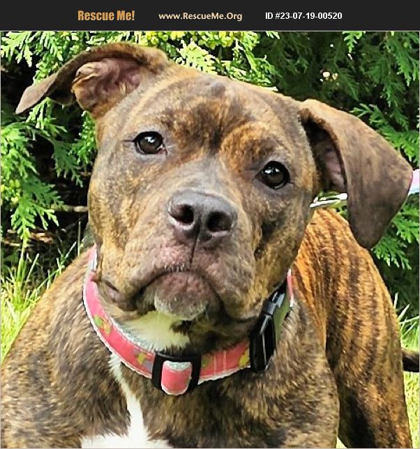 ADOPT 23071900520 Pit Bull Rescue Framingham, MA