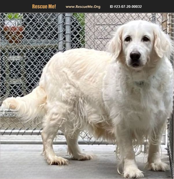 ADOPT 23072000032 Golden Retriever Rescue Bedford Hills, NY