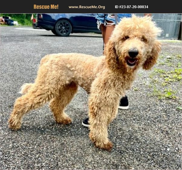ADOPT 23072000034 Poodle Rescue Bedford Hills, NY