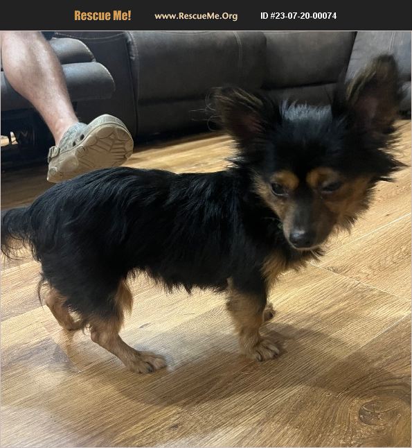 ADOPT 23072000074 Chihuahua Rescue Katy, TX