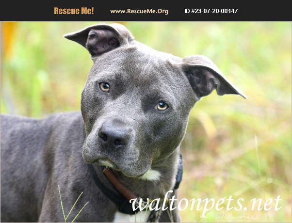 Adopt Pit Bull Rescue Monroe Ga