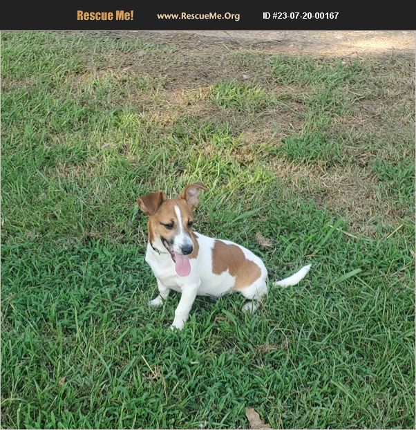 ADOPT 23072000167 Jack Russell Rescue Hinds County, MS