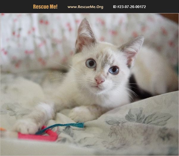 ADOPT 23072000172 Snowshoe Rescue Palm Beach Gardens, FL