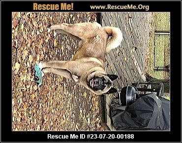 - Ohio Akita Rescue - ADOPTIONS - Rescue Me!