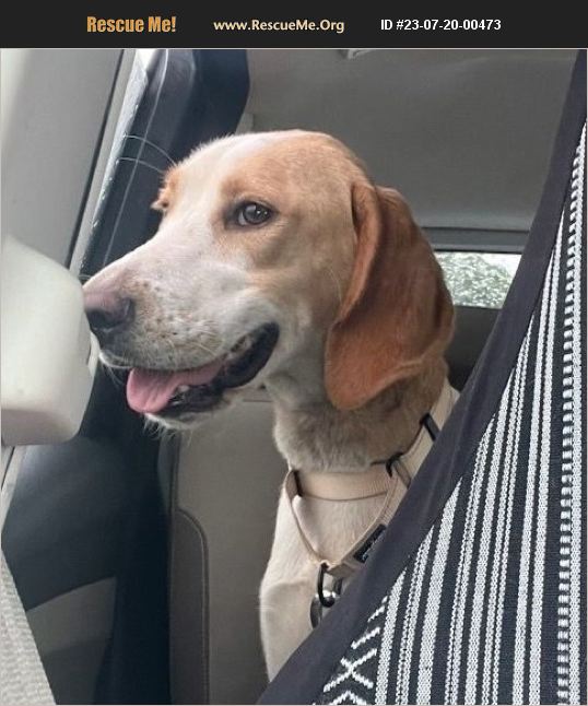 Adopt Foxhound Rescue Chesapeake Va