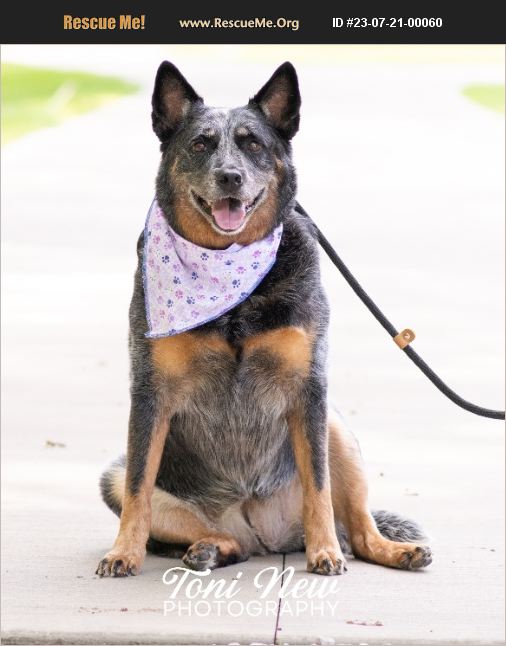 ADOPT 23072100060 Australian Cattle Dog Rescue Grafton, OH
