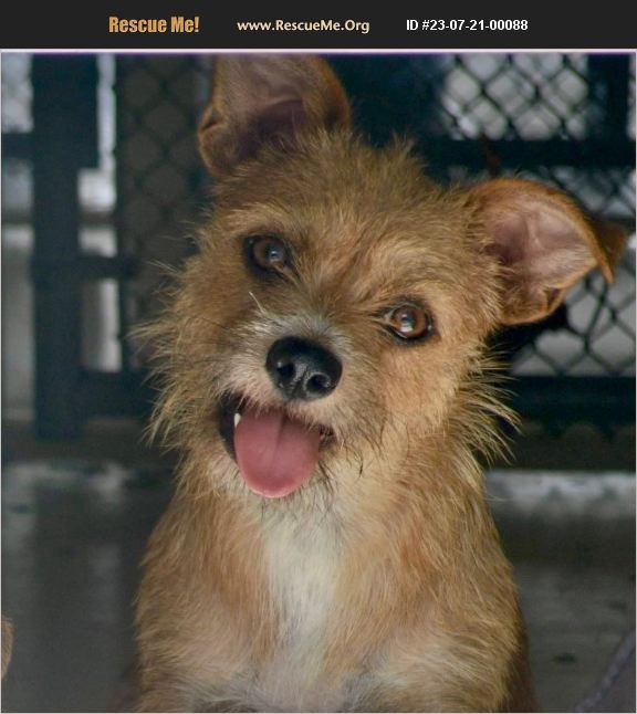 ADOPT 23072100088 Norfolk Terrier Rescue Fort Myers, FL
