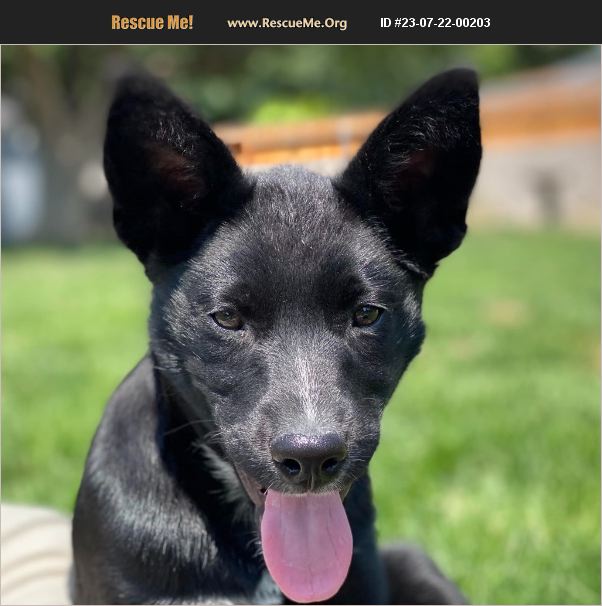 ADOPT 23072200203 Australian Cattle Dog Rescue Boise, ID