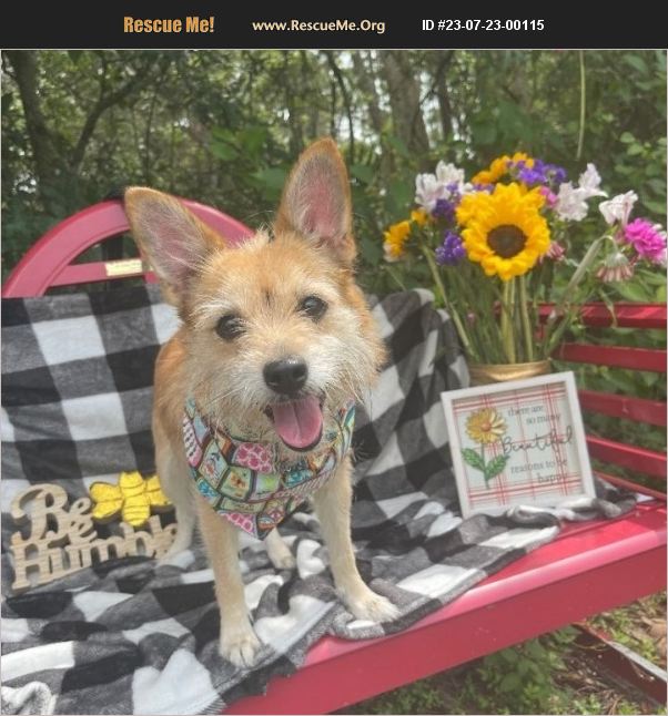 ADOPT 23072300115 Norwich Terrier Rescue Sebring, FL