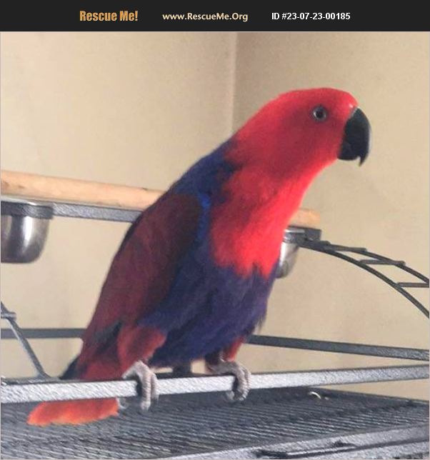 ADOPT 23072300185 Pet Bird Rescue Gerrardstown, WV