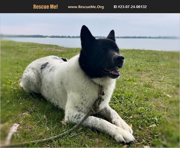 ADOPT 23072400132 ~ Akita Rescue ~ Markham, Ontario, Canada