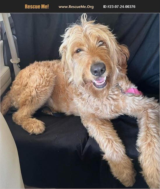 ADOPT 23072400376 Golden Retriever Rescue Benton, PA