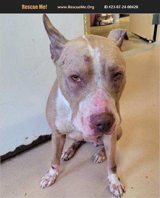 ADOPT 23072400428 Pit Bull Rescue Ellenwood, GA