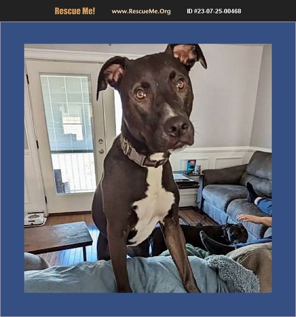 ADOPT 23072500468 Pit Bull Rescue Massachusetts