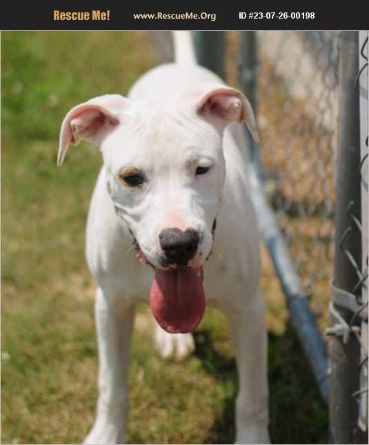 ADOPT 23072600198 Boxer Rescue Battle Creek, MI