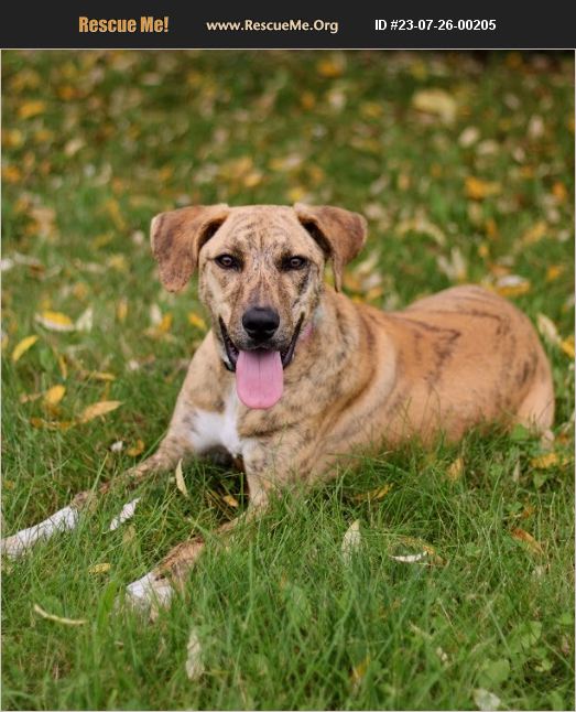 ADOPT 23072600205 Treeing Walker Coonhound Rescue Battle Creek, MI