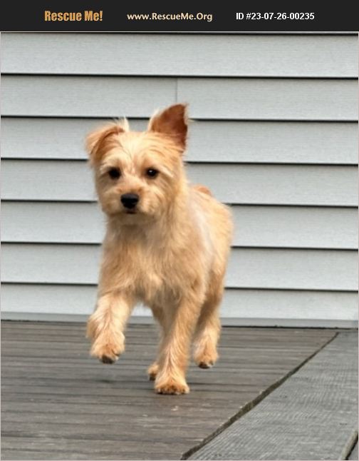 ADOPT 23072600235 Yorkie Rescue Lebanon, PA