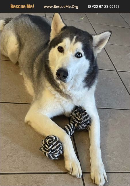 ADOPT 23072800492 ~ Siberian Husky Rescue ~ Bradenton, FL