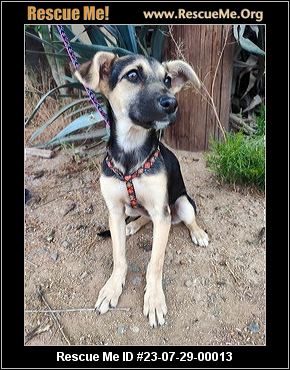 Dog for adoption - EVA, a Border Terrier & Jack Russell Terrier Mix in Pico  Rivera, CA