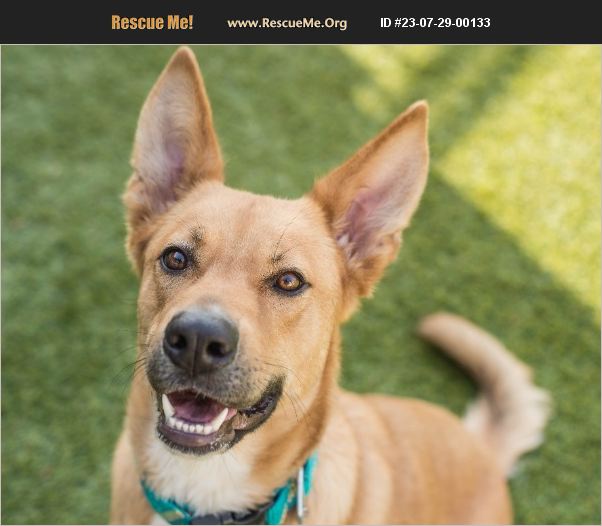 ADOPT 23072900133 Canaan Dog Rescue Mont Belvieu, TX