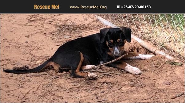 ADOPT 23072900158 ~ Australian Cattle Dog Rescue ~ Rochester, NH