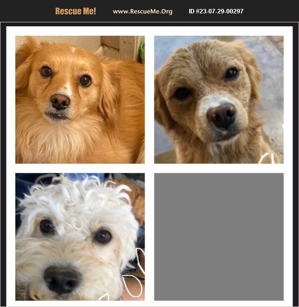 ADOPT 23072900297 Maltese Rescue Fontana, CA