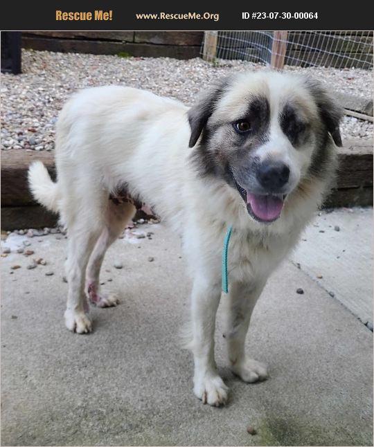 ADOPT 23073000064 Anatolian Shepherd Rescue Woodsfield, OH