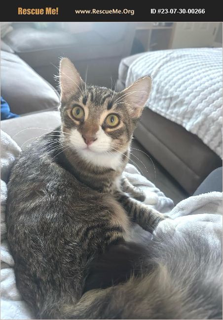 ADOPT 23073000266 Domestic Cat Rescue San Jose, CA