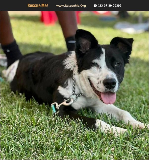 Border Collie Rescue Pa