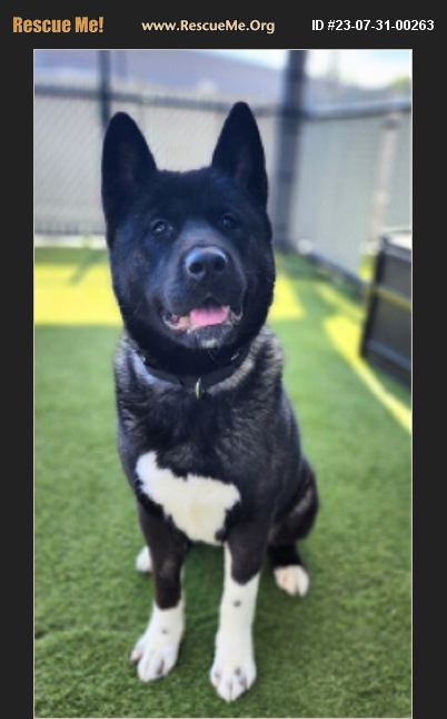 ADOPT 23073100263 ~ Akita Rescue ~ San Diego, CA