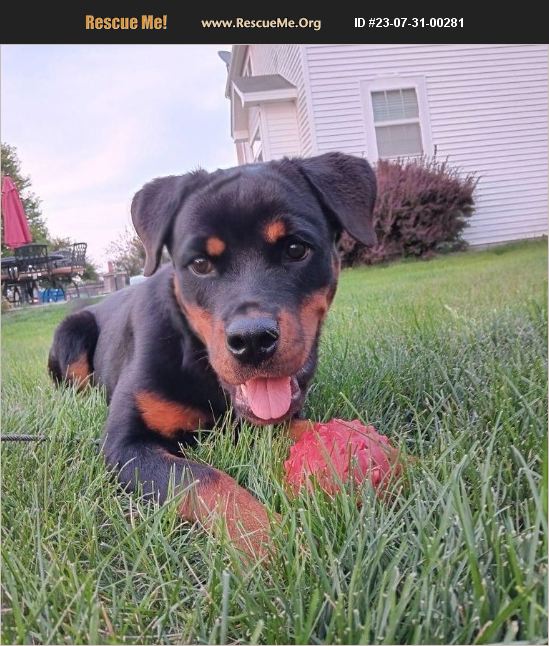 ADOPT 23073100281 Rottweiler Rescue Muskego, WI