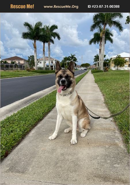 ADOPT 23073100388 ~ Akita Rescue ~ Cape Coral, FL