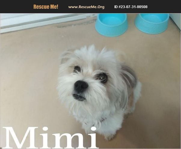 Adopt Shih Tzu Rescue Los Angeles Ca