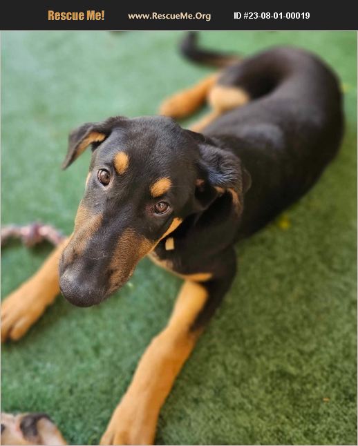 ADOPT 23080100019 Doberman Pinscher Rescue Rancho Cucamonga, CA