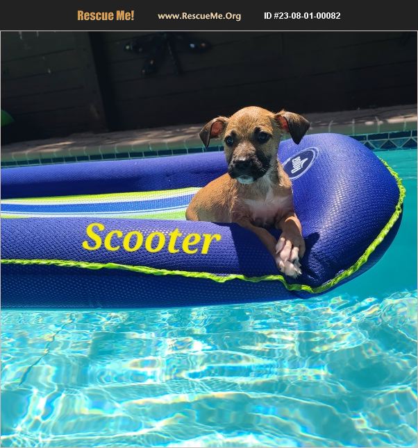 ADOPT 23080100082 Lab Rescue Newark, DE