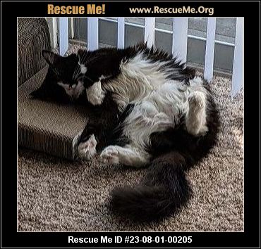 - Ohio Cat Rescue - Adoptions - Rescue Me!