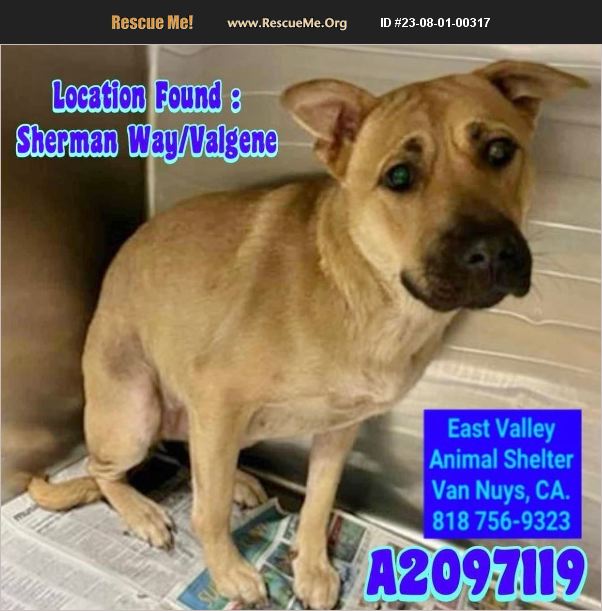 ADOPT 23080100317 German Shepherd Rescue Van Nuys, CA