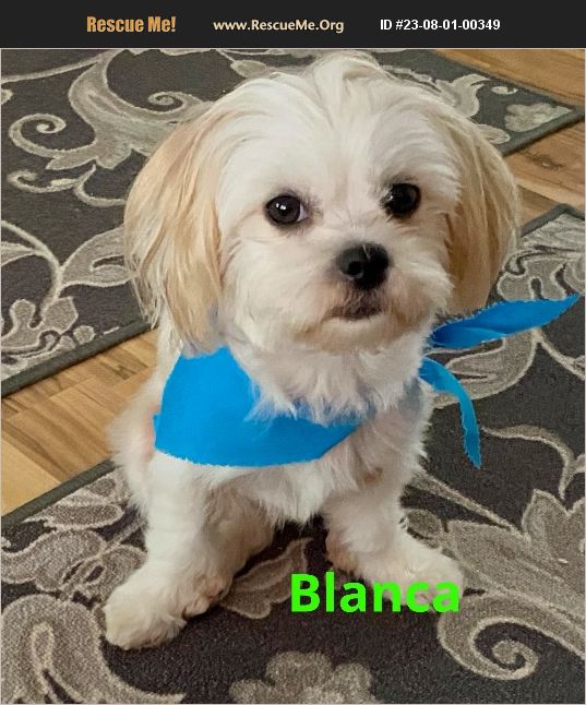 Adopt Shih Tzu Rescue Raleigh Nc