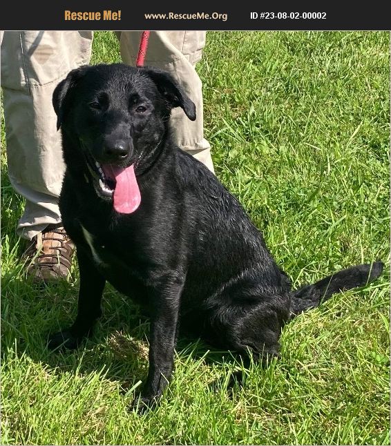 ADOPT 23080200002 Lab Rescue Benton, PA